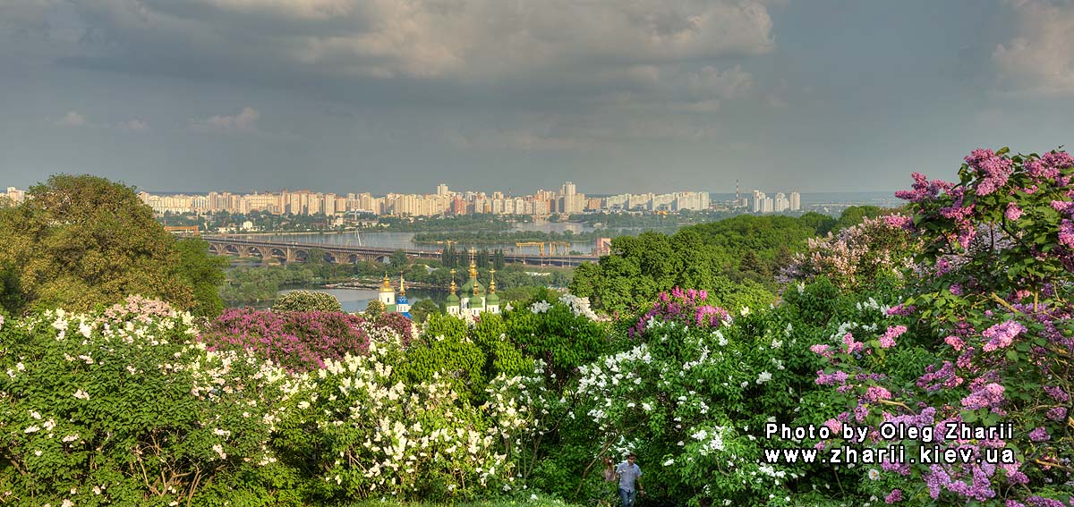 Kyiv, Blooming Lilac in M.M.Gryshko National Botanical Garden of NAS of Ukraine