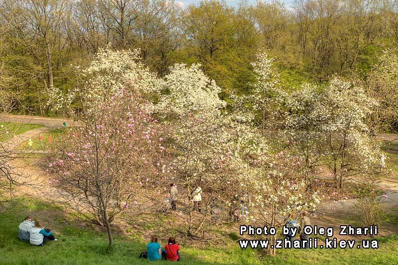 Kyiv, Blooming Magnolia in M.M.Gryshko National Botanical Garden of NAS of Ukraine