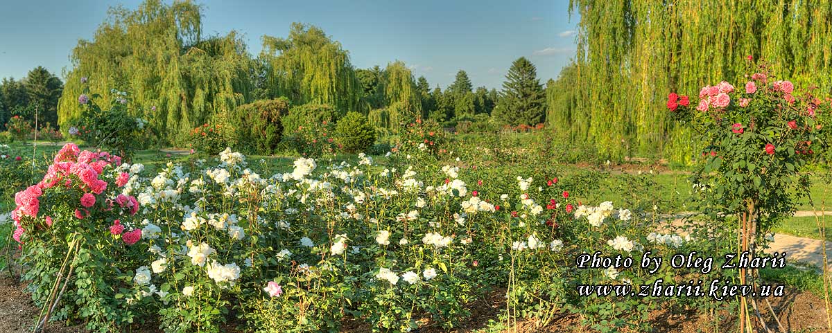 Kyiv, Rosarium in M.M.Gryshko National Botanical Garden of NAS of Ukraine