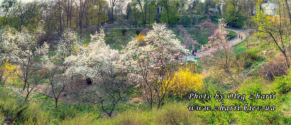 Kyiv, Blooming Magnolia in A.V.Fomin Botanical Garden